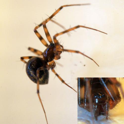 Réf. 275 686 : Lepthyphantes minutus